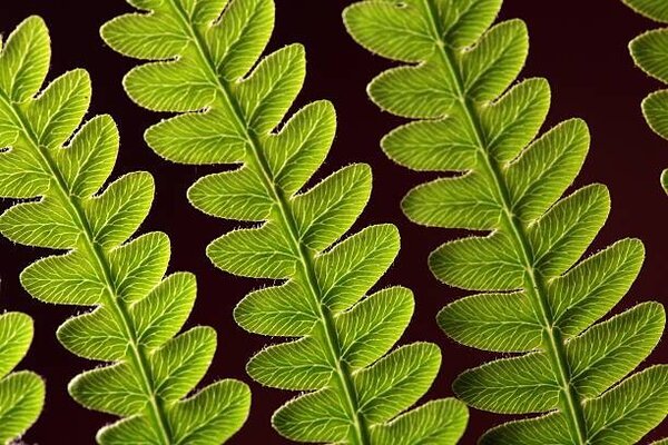 Fotografie Bracken Fern Leaf, weisschr, (40 x 26.7 cm)