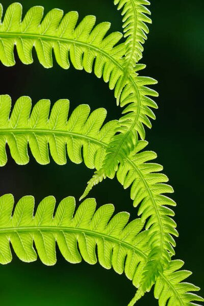 Umělecká fotografie Fresh green fern leaves. Macrophotography, Vlad Antonov, (26.7 x 40 cm)