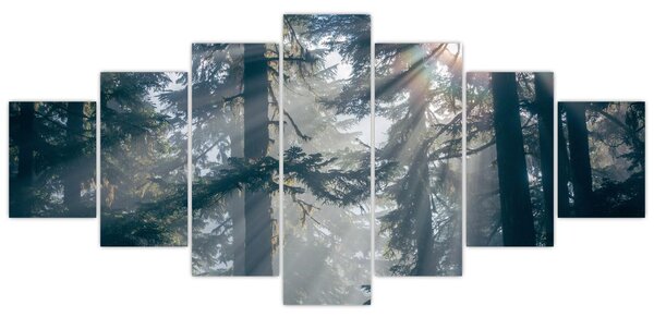 Obraz stromů s průsvitajícím sluncem (210x100 cm)
