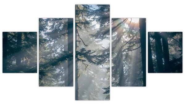 Obraz stromů s průsvitajícím sluncem (125x70 cm)