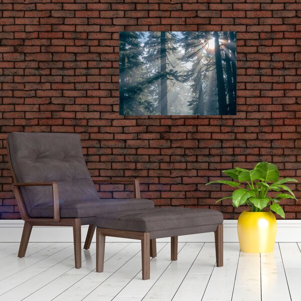 Obraz stromů s průsvitajícím sluncem (70x50 cm)