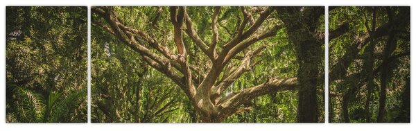 Obraz stromu (170x50 cm)