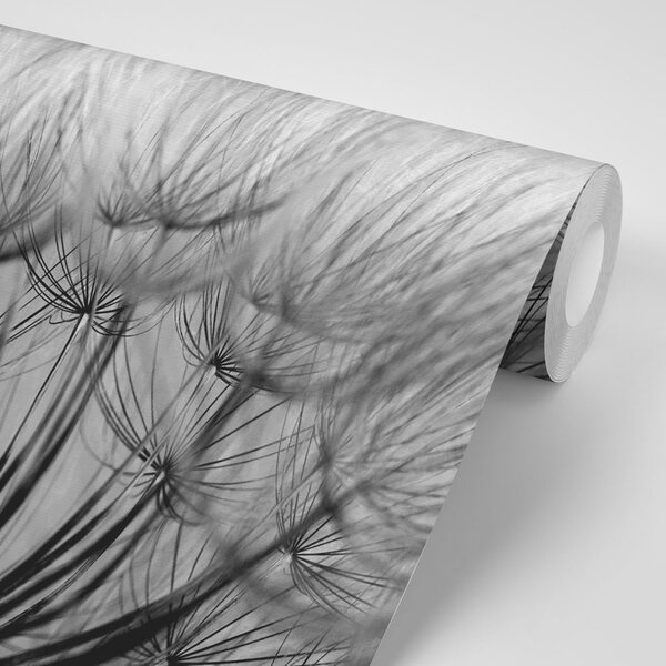Fototapeta černobílá pampeliška