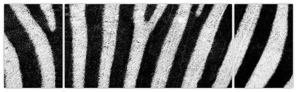 Obraz kůže zebry (170x50 cm)