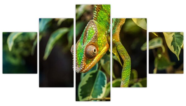 Obraz chameleona (125x70 cm)