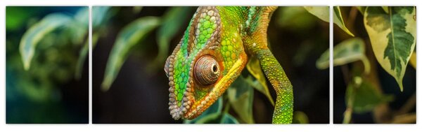 Obraz chameleona (170x50 cm)