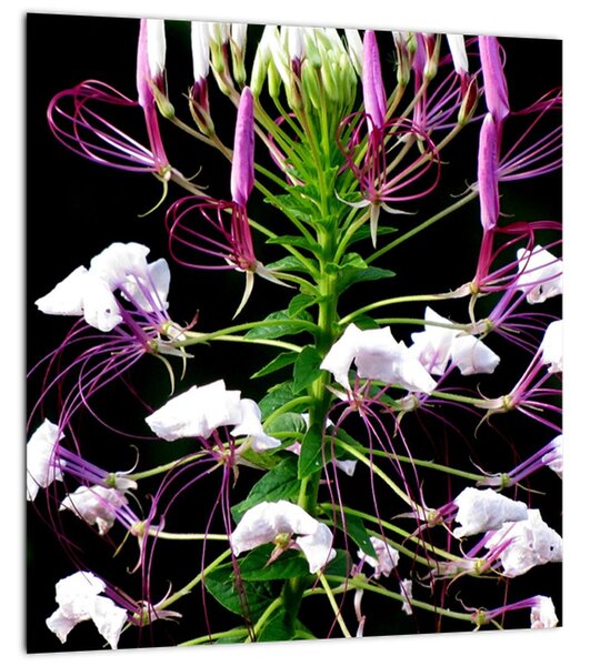 Obraz květiny (30x30 cm)