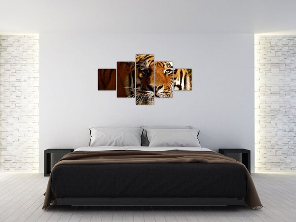 Obraz tygra (125x70 cm)