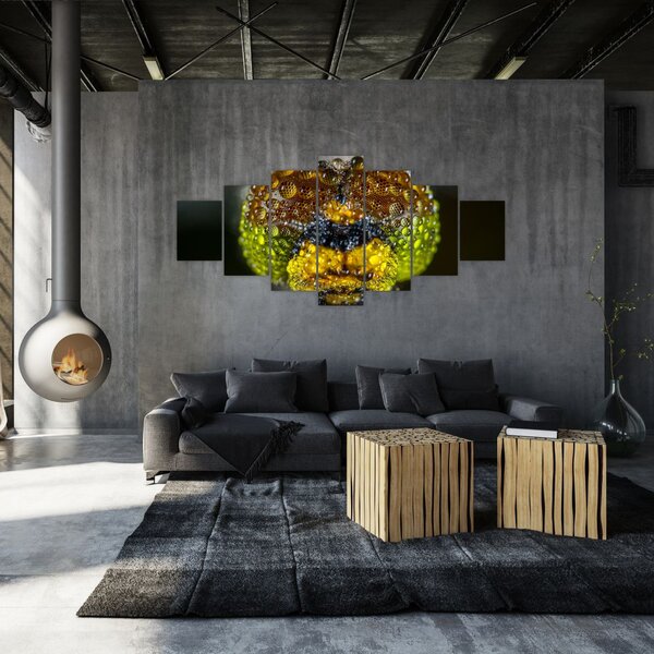 Detailní obraz očí hmyzu (210x100 cm)