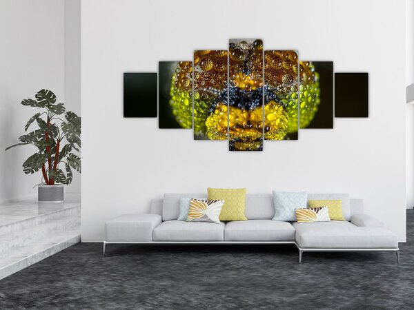 Detailní obraz očí hmyzu (210x100 cm)