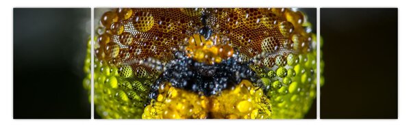 Detailní obraz očí hmyzu (170x50 cm)