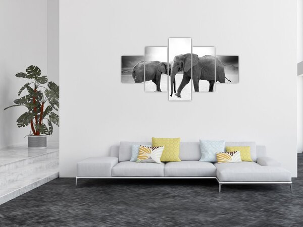 Obraz - černobílí sloni (125x70 cm)