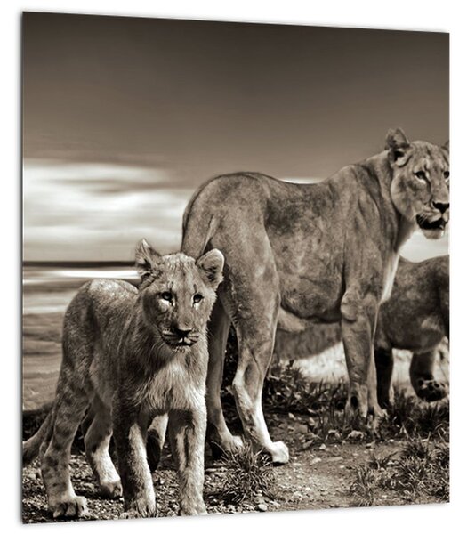 Obraz černobílých lvů (30x30 cm)