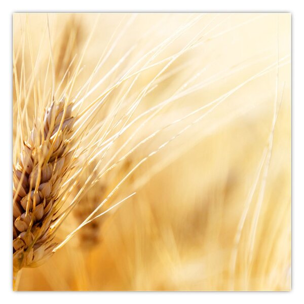 Obraz - detail obilí (30x30 cm)