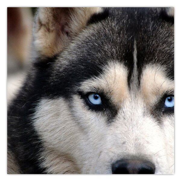 Obraz psa husky (30x30 cm)