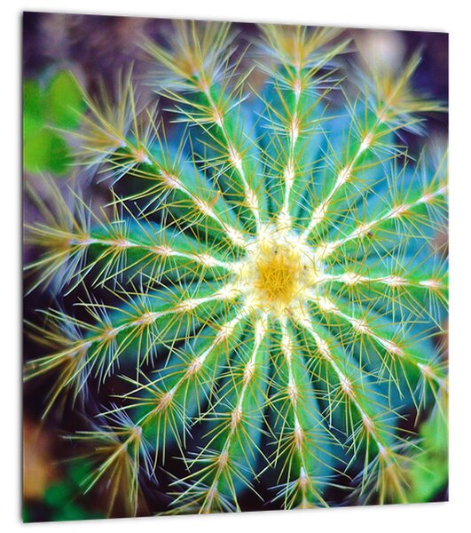 Obraz kaktusu (30x30 cm)