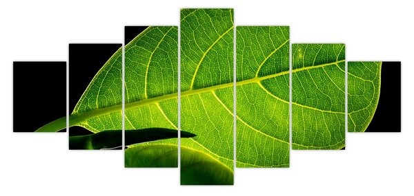 Obraz - zelený list (210x100 cm)
