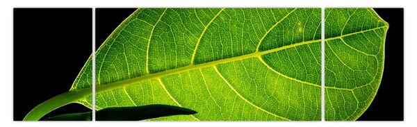 Obraz - zelený list (170x50 cm)