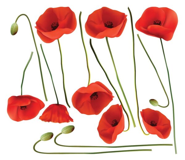 Sada samolepek na zeď Ambiance Vermeil Poppies, 60 x 70 cm