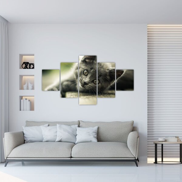 Obraz kotěte (125x70 cm)