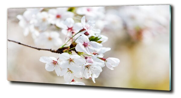 Foto-obraz fotografie na skle Květy višně osh-100965392