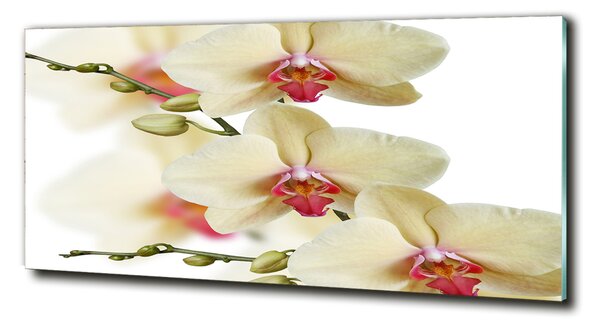 Foto obraz fotografie na skle Orchidej osh-102443917