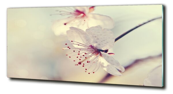 Foto obraz sklo tvrzené Květ višně osh-102906126
