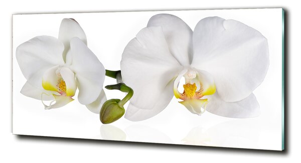 Foto obraz skleněný horizontální Orchidej osh-103920801