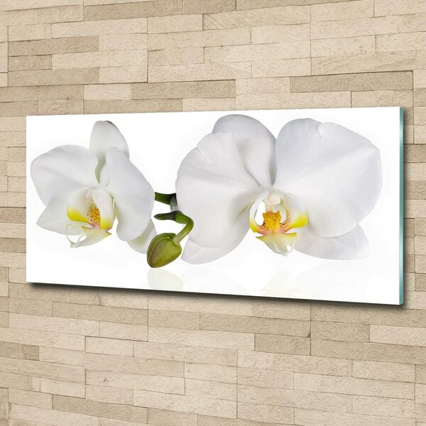 Foto obraz skleněný horizontální Orchidej osh-103920801