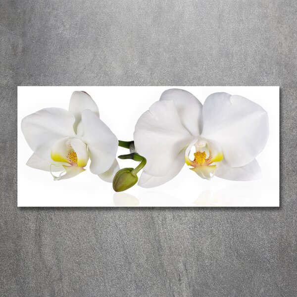 Foto obraz skleněný horizontální Orchidej osh-103920801