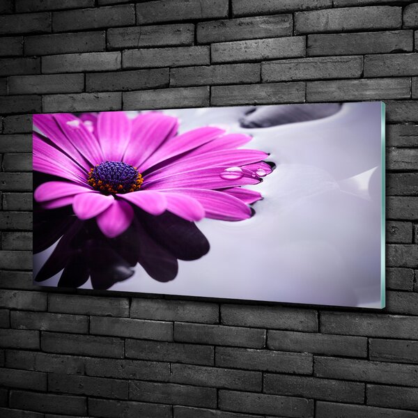 Fotoobraz na skle Gerbera osh-104053300
