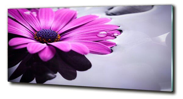Fotoobraz na skle Gerbera osh-104053300