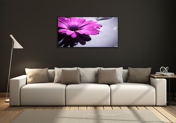 Fotoobraz na skle Gerbera osh-104053300