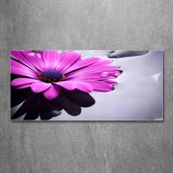 Fotoobraz na skle Gerbera osh-104053300