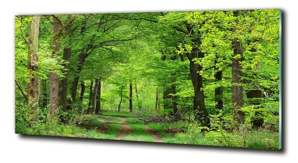 Foto obraz skleněný horizontální Jarní les osh-104709227