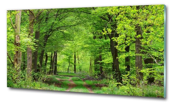 Foto obraz skleněný horizontální Jarní les osh-104709227