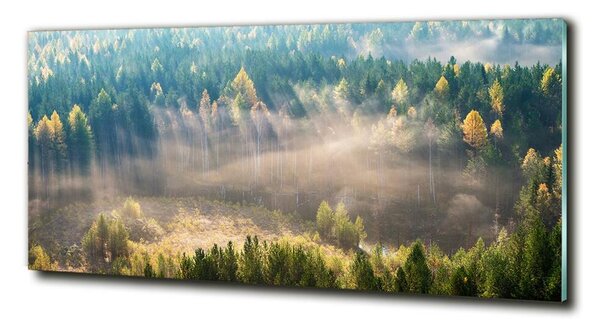 Fotoobraz na skle Mlha v lese osh-104886541