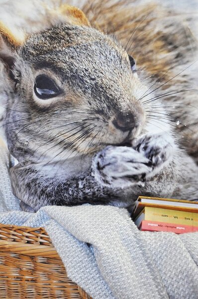 Dekorační povlak Squirrel