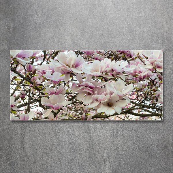 Foto obraz sklo tvrzené Květiny magnolie osh-107287859