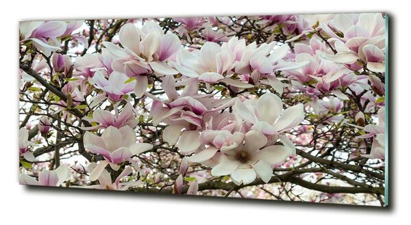 Foto obraz sklo tvrzené Květiny magnolie osh-107287859