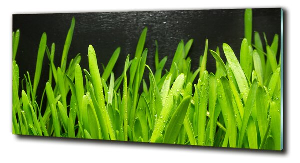 Foto obraz sklo tvrzené Tráva osh-108879645