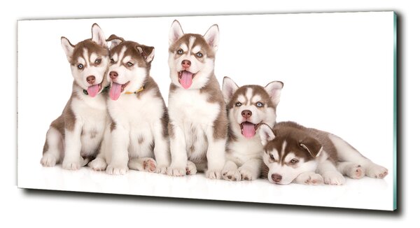Foto obraz sklo tvrzené Štěňata Husky osh-110309501