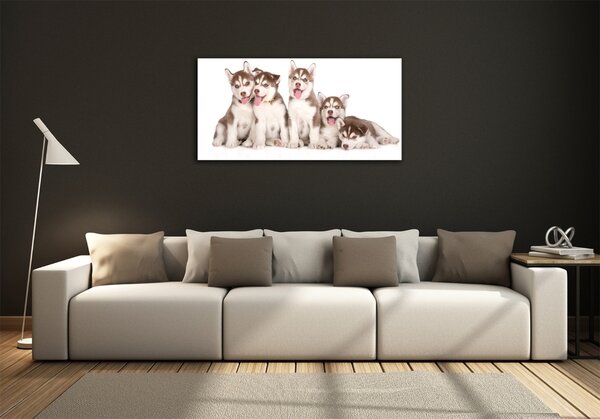 Foto obraz sklo tvrzené Štěňata Husky osh-110309501