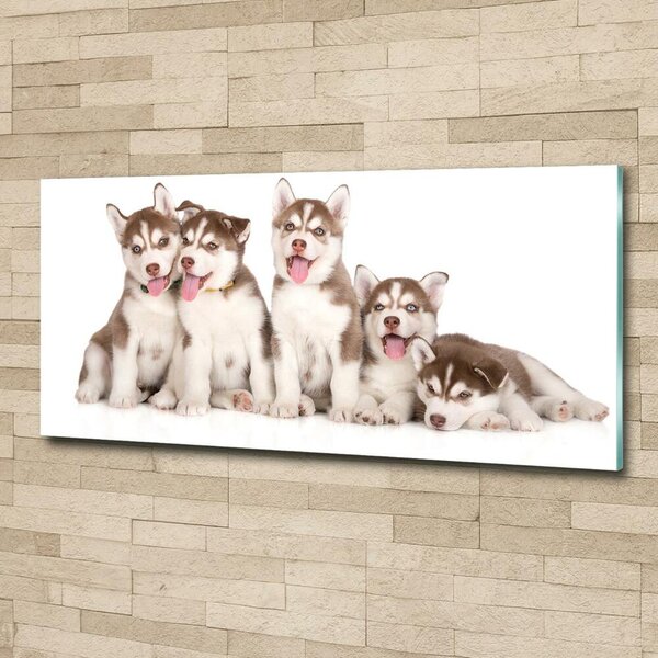 Foto obraz sklo tvrzené Štěňata Husky osh-110309501