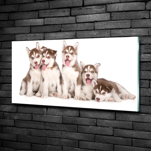Foto obraz sklo tvrzené Štěňata Husky osh-110309501