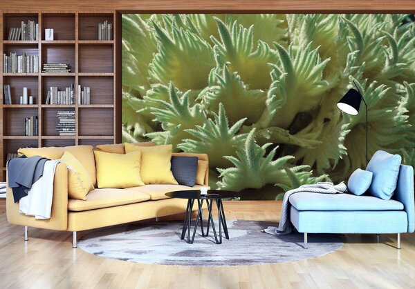Fototapeta - Rostliny (152,5x104 cm)