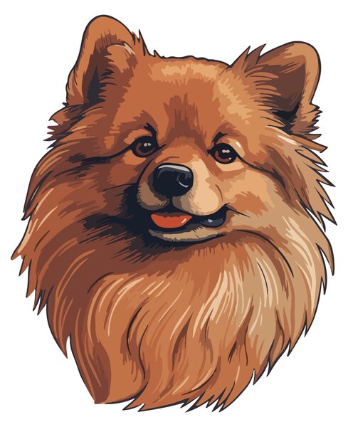 PIPPER. Nálepka Pomeranian Velikost: 60cm