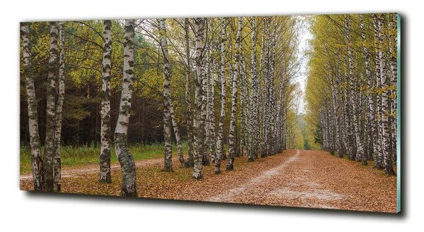 Fotoobraz na skle Alej bříz osh-111097387