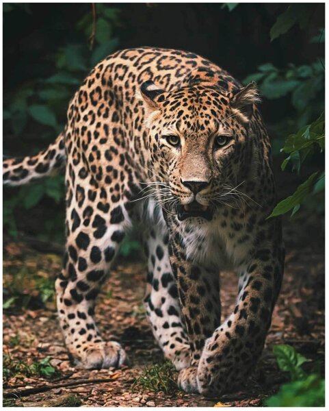 Jerry Fabrics Mikroflanelová dětská deka Leopard green 120x150 cm
