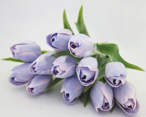 Tulipán fialový / 1ks